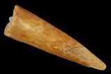 Fossil Pterosaur (Siroccopteryx) Tooth - Morocco #140693-1